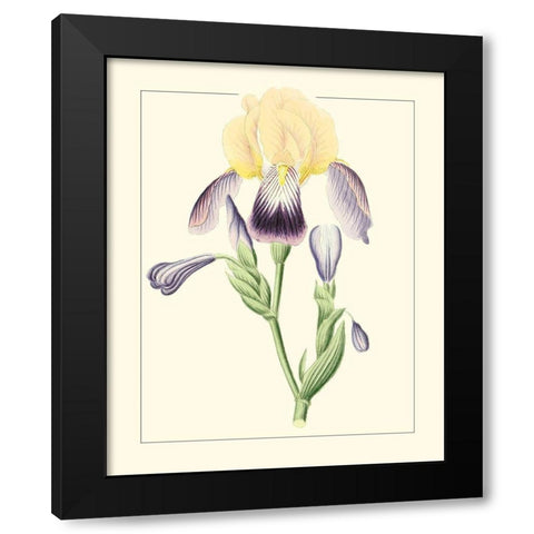 Purple Irises II Black Modern Wood Framed Art Print with Double Matting by Unknown
