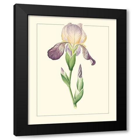Purple Irises III Black Modern Wood Framed Art Print with Double Matting by Unknown