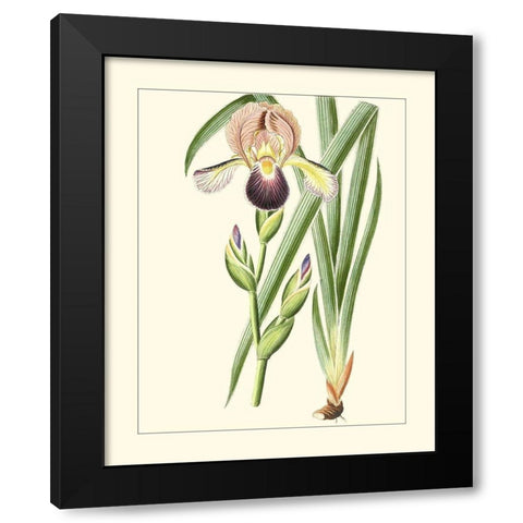 Purple Irises IV Black Modern Wood Framed Art Print with Double Matting by Unknown
