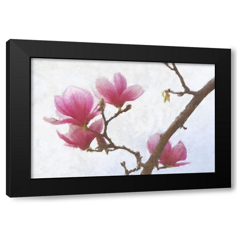 Painted Magnolias I Black Modern Wood Framed Art Print by Vest, Chris