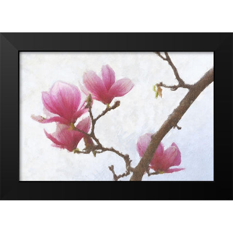 Painted Magnolias I Black Modern Wood Framed Art Print by Vest, Chris