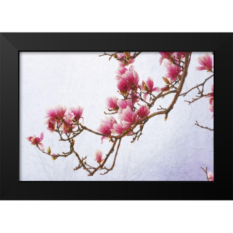 Painted Magnolias II Black Modern Wood Framed Art Print by Vest, Chris