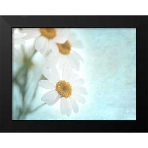 Daisy Love I Black Modern Wood Framed Art Print by Stalus, Judy