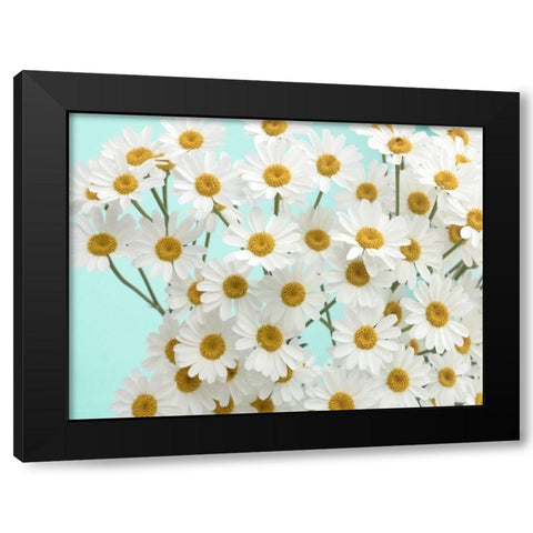 Daisy Love III Black Modern Wood Framed Art Print by Stalus, Judy