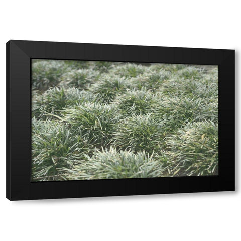 Natures Textures III Black Modern Wood Framed Art Print with Double Matting by Stramel, Renee W.
