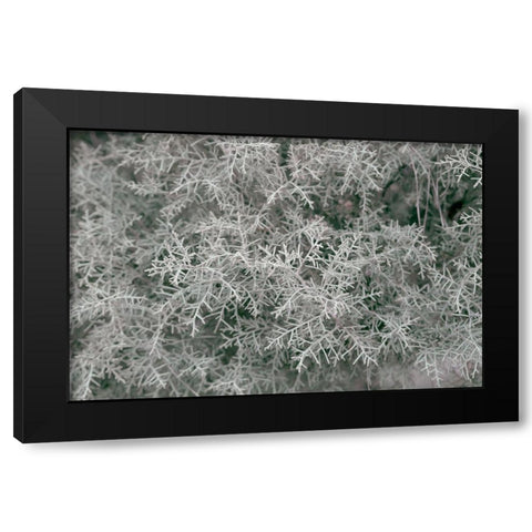 Natures Textures VI Black Modern Wood Framed Art Print with Double Matting by Stramel, Renee W.