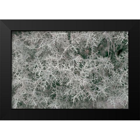 Natures Textures VI Black Modern Wood Framed Art Print by Stramel, Renee W.