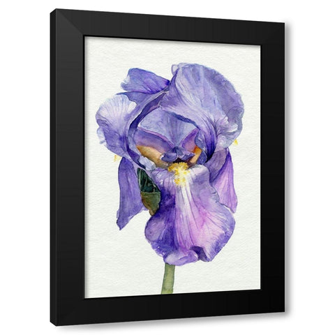 Iris in Bloom II Black Modern Wood Framed Art Print with Double Matting by Parker, Jennifer Paxton