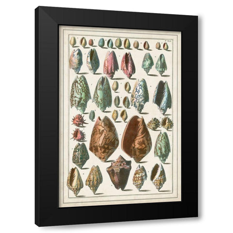 Grand Seba Shells I Black Modern Wood Framed Art Print with Double Matting by Seba, Albertus
