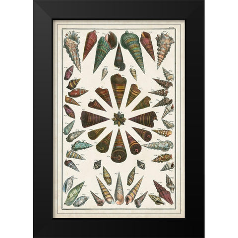 Grand Seba Shells II Black Modern Wood Framed Art Print by Seba, Albertus