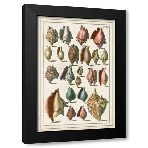 Grand Seba Shells III Black Modern Wood Framed Art Print by Seba, Albertus