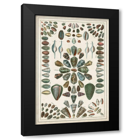 Grand Seba Shells IV Black Modern Wood Framed Art Print by Seba, Albertus