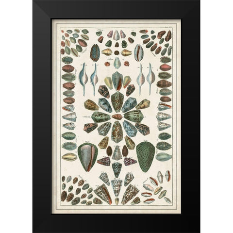 Grand Seba Shells IV Black Modern Wood Framed Art Print by Seba, Albertus