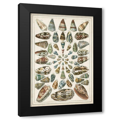 Grand Seba Shells V Black Modern Wood Framed Art Print by Seba, Albertus