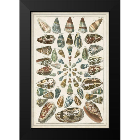 Grand Seba Shells V Black Modern Wood Framed Art Print by Seba, Albertus