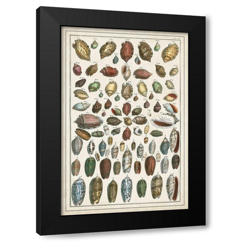 Grand Seba Shells VI Black Modern Wood Framed Art Print by Seba, Albertus