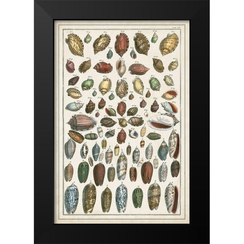 Grand Seba Shells VI Black Modern Wood Framed Art Print by Seba, Albertus