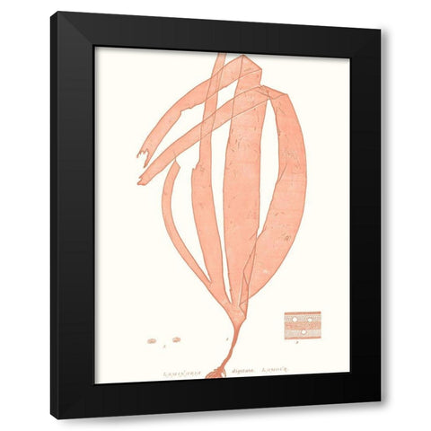 Vivid Coral Seaweed I Black Modern Wood Framed Art Print with Double Matting by Vision Studio