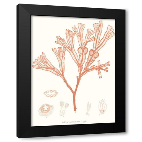 Vivid Coral Seaweed III Black Modern Wood Framed Art Print by Vision Studio