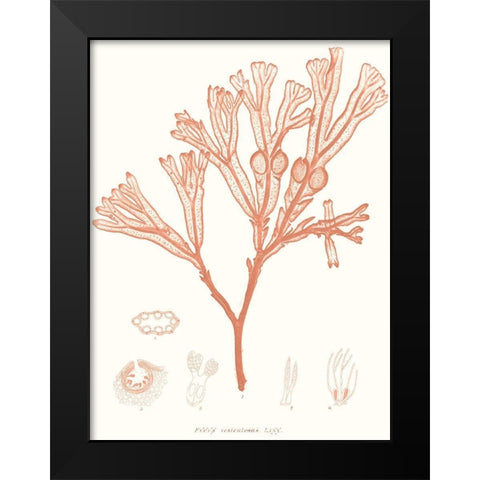 Vivid Coral Seaweed III Black Modern Wood Framed Art Print by Vision Studio