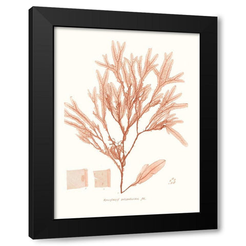 Vivid Coral Seaweed V Black Modern Wood Framed Art Print with Double Matting by Vision Studio