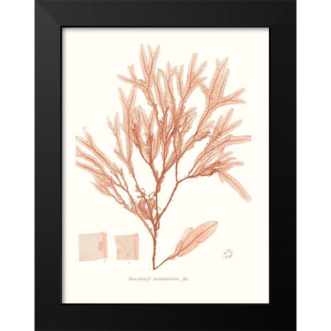 Vivid Coral Seaweed V Black Modern Wood Framed Art Print by Vision Studio