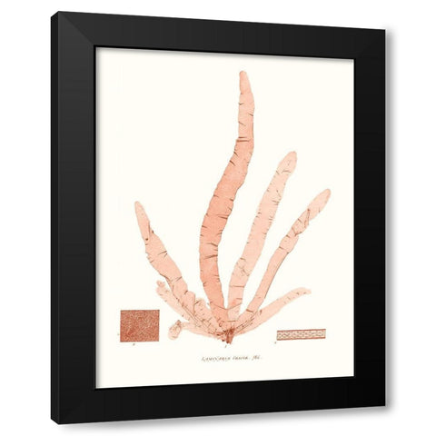 Vivid Coral Seaweed VI Black Modern Wood Framed Art Print with Double Matting by Vision Studio