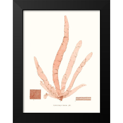 Vivid Coral Seaweed VI Black Modern Wood Framed Art Print by Vision Studio