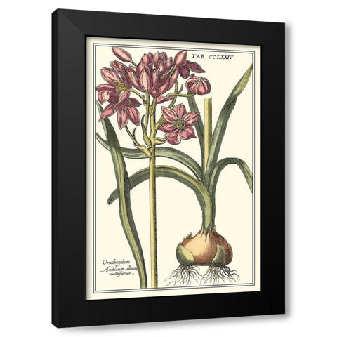 Botanical Beauty I Black Modern Wood Framed Art Print with Double Matting by Vision Studio