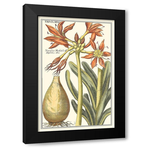 Botanical Beauty III Black Modern Wood Framed Art Print with Double Matting by Vision Studio