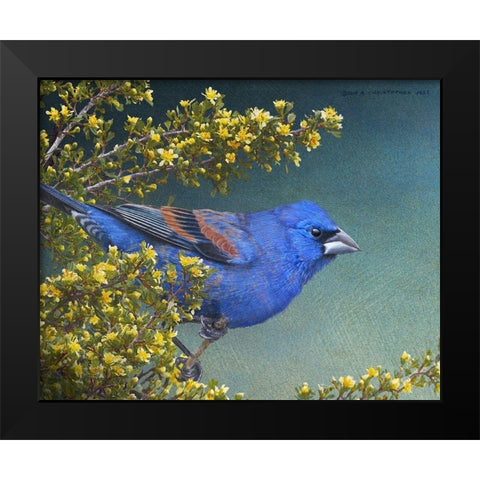 Blue Grosbeak Black Modern Wood Framed Art Print by Vest, Chris