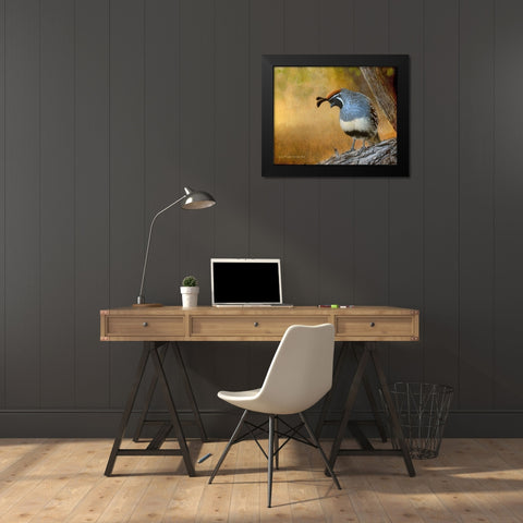 Male Quail Black Modern Wood Framed Art Print by Vest, Chris