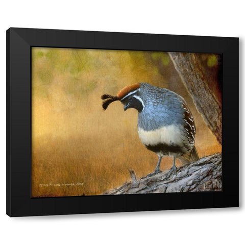 Male Quail Black Modern Wood Framed Art Print by Vest, Chris