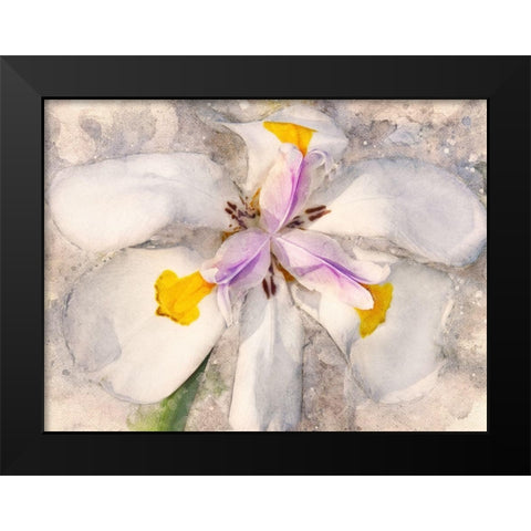 Playful Petals II Black Modern Wood Framed Art Print by Robertson, Leda