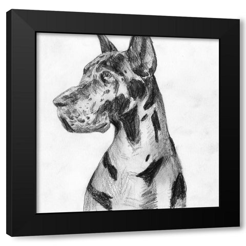 Great Dane Portrait I Black Modern Wood Framed Art Print with Double Matting by Wang, Melissa