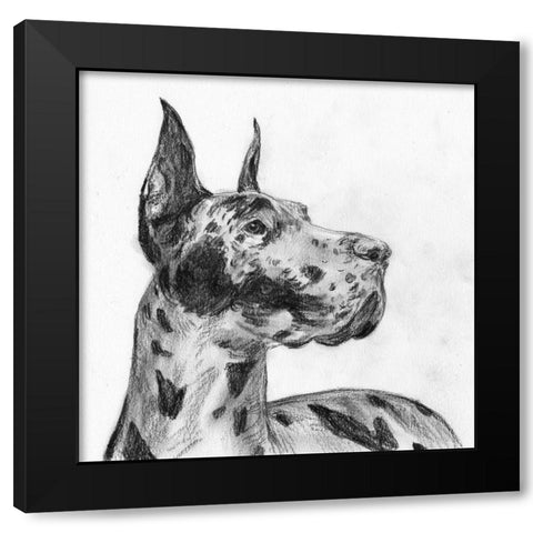 Great Dane Portrait II Black Modern Wood Framed Art Print with Double Matting by Wang, Melissa