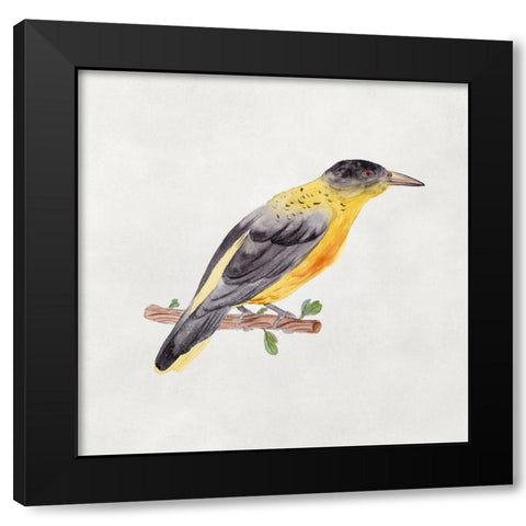 Bird Sketch VI Black Modern Wood Framed Art Print with Double Matting by Wang, Melissa