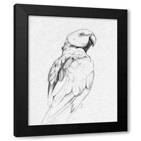 Parrot Portrait II Black Modern Wood Framed Art Print with Double Matting by Caroline, Emma