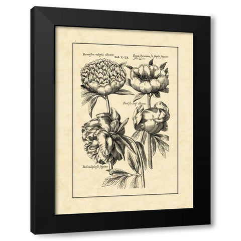 Vintage Besler II Black Modern Wood Framed Art Print by Besler, Basilius