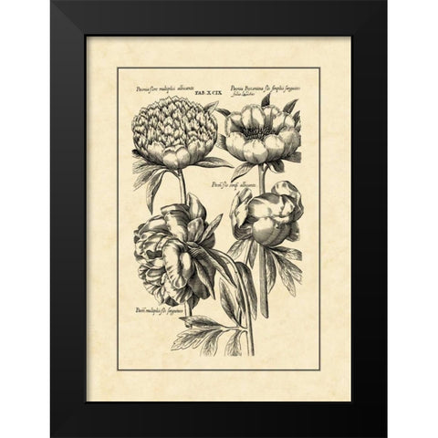 Vintage Besler II Black Modern Wood Framed Art Print by Besler, Basilius
