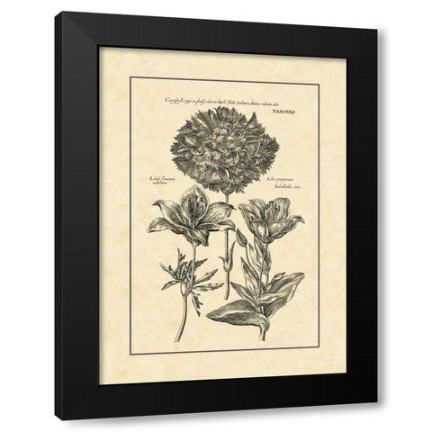 Vintage Besler IV Black Modern Wood Framed Art Print by Besler, Basilius