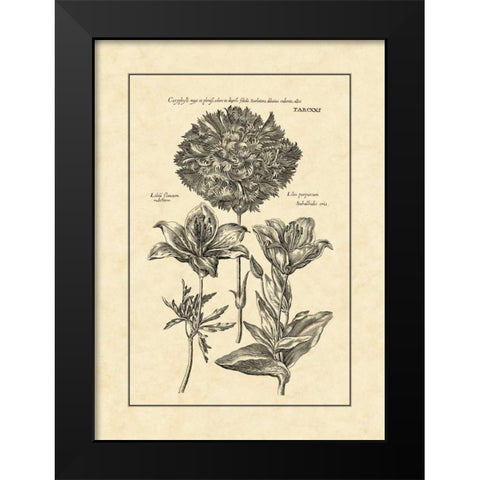 Vintage Besler IV Black Modern Wood Framed Art Print by Besler, Basilius