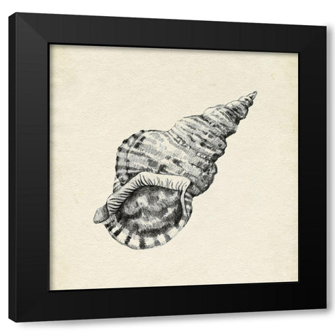 Seashell Pencil Sketch I Black Modern Wood Framed Art Print with Double Matting by Caroline, Emma