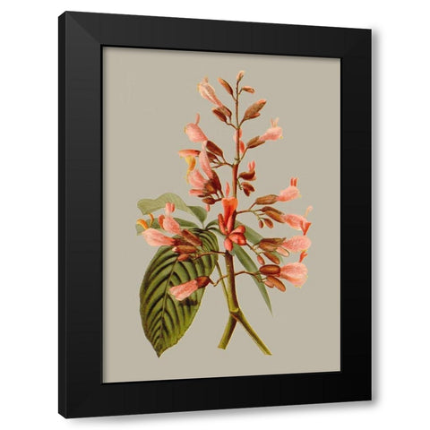 Botanical Array I Black Modern Wood Framed Art Print with Double Matting by Vision Studio