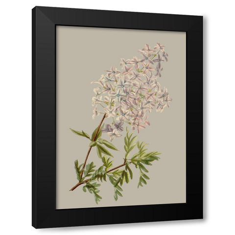 Botanical Array II Black Modern Wood Framed Art Print with Double Matting by Vision Studio