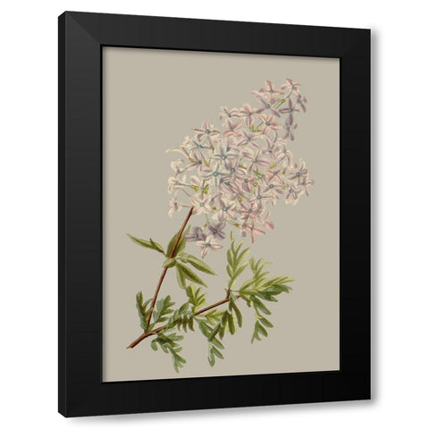 Botanical Array II Black Modern Wood Framed Art Print by Vision Studio