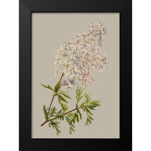 Botanical Array II Black Modern Wood Framed Art Print by Vision Studio