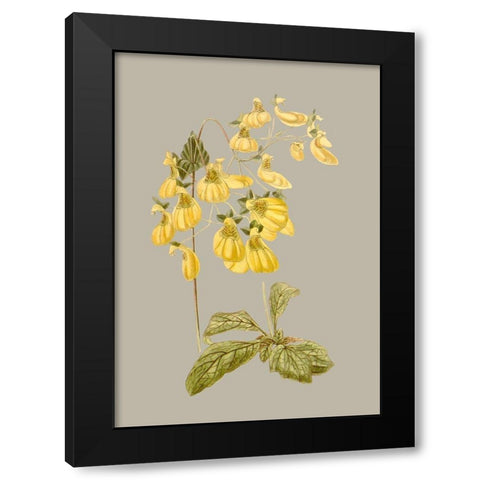 Botanical Array III Black Modern Wood Framed Art Print with Double Matting by Vision Studio