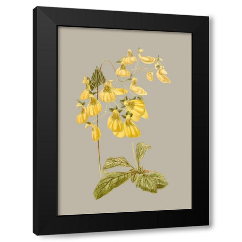Botanical Array III Black Modern Wood Framed Art Print by Vision Studio