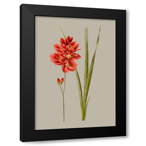 Botanical Array IV Black Modern Wood Framed Art Print with Double Matting by Vision Studio